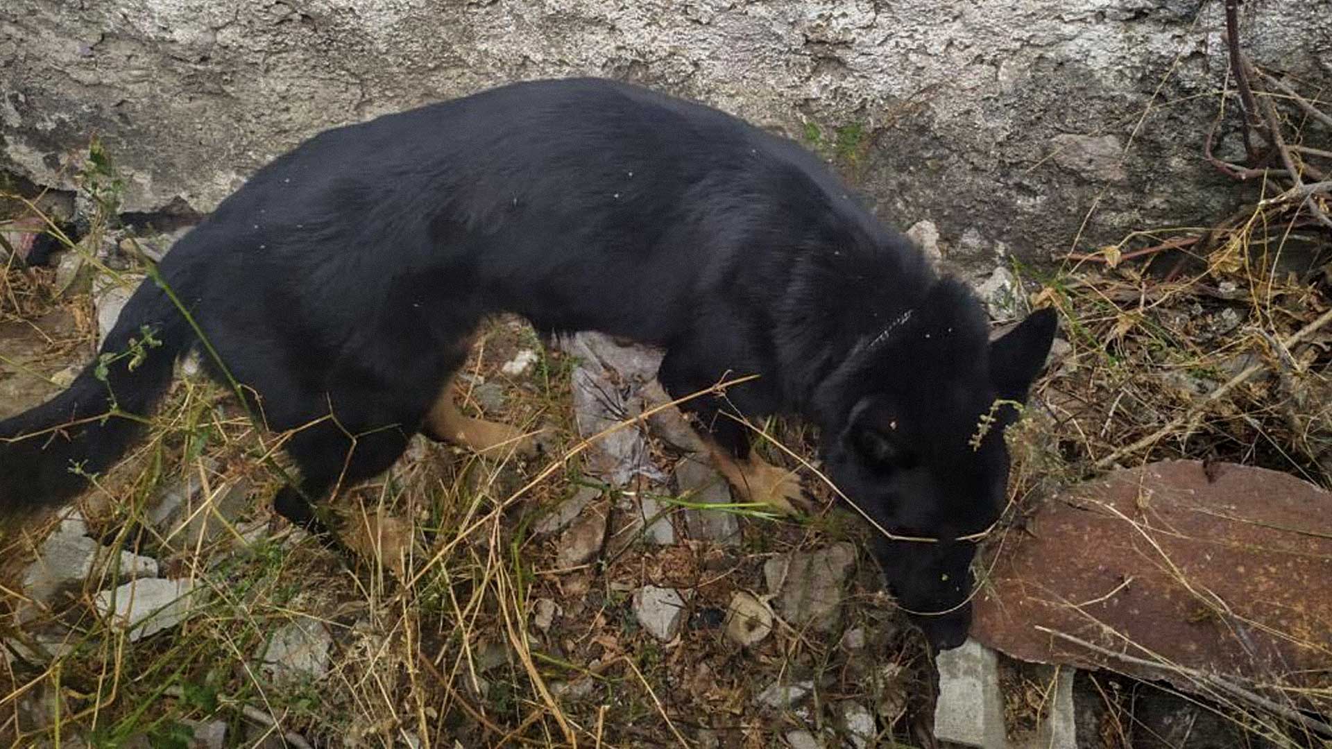 Binomio canino de búsqueda. Fotos: Comisión Nacional de Búsqueda de Personas