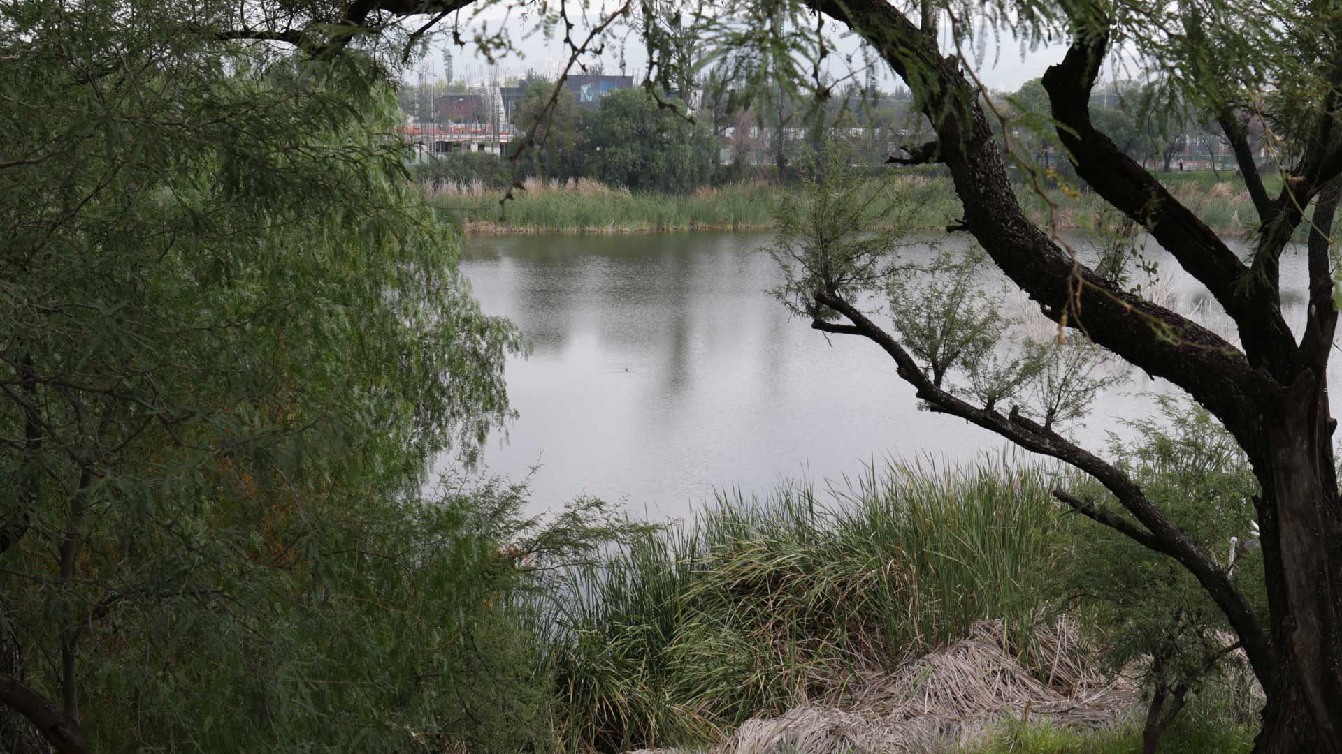 Fotos: Juan José Plascencia.