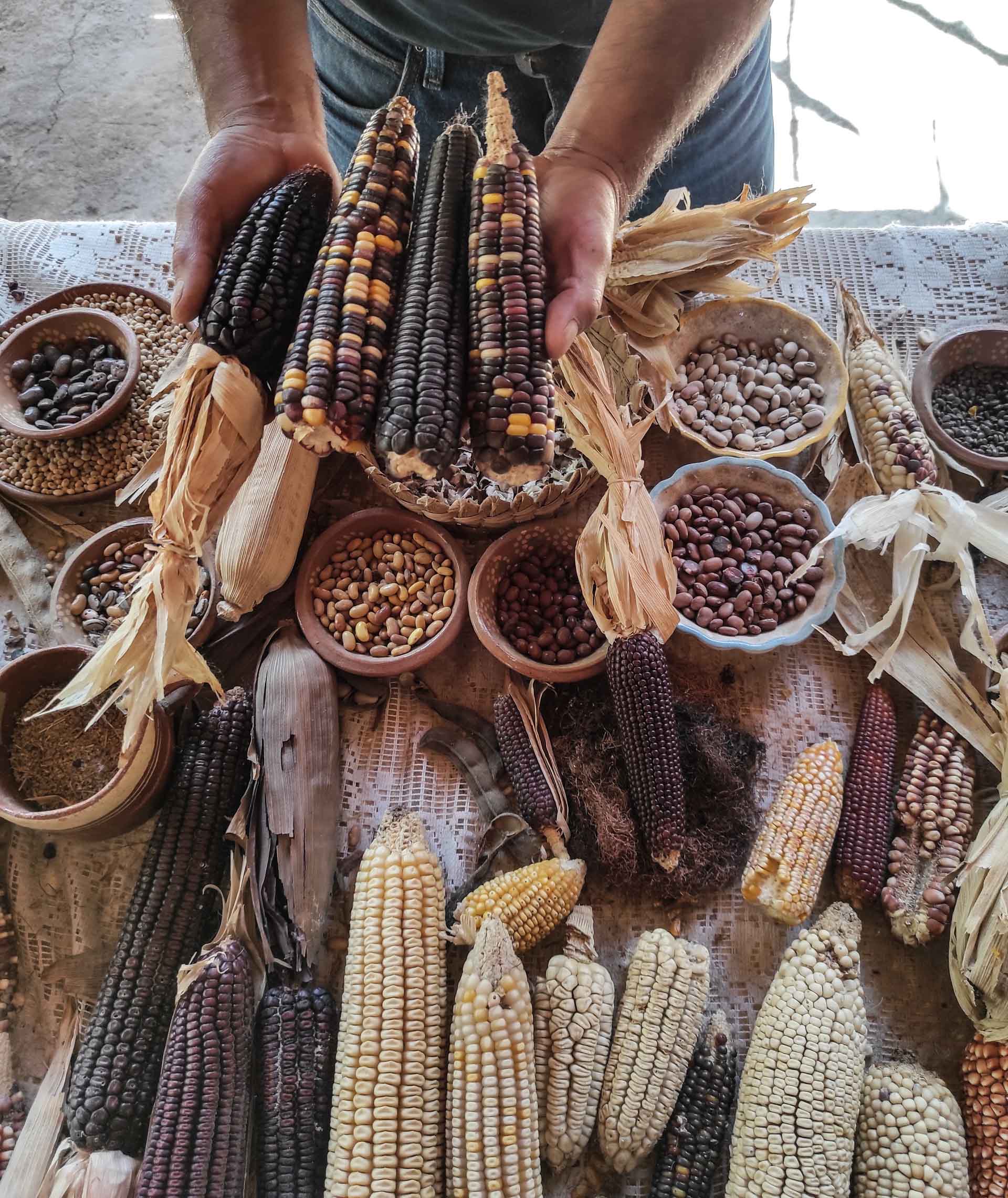 Ezequiel muestra variedades de maíz. Foto: Karina Peña.