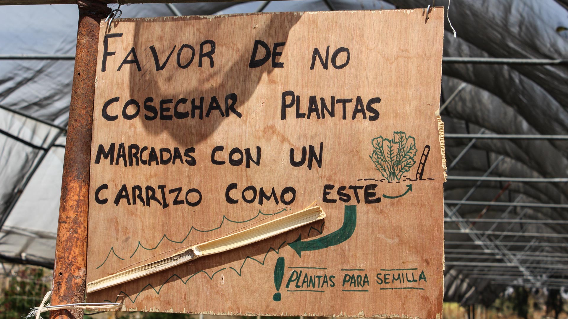 Forma en que marcan las plantas para semilla en la Comunidad Creativa Entreflores. Foto: Ulises Brambila.