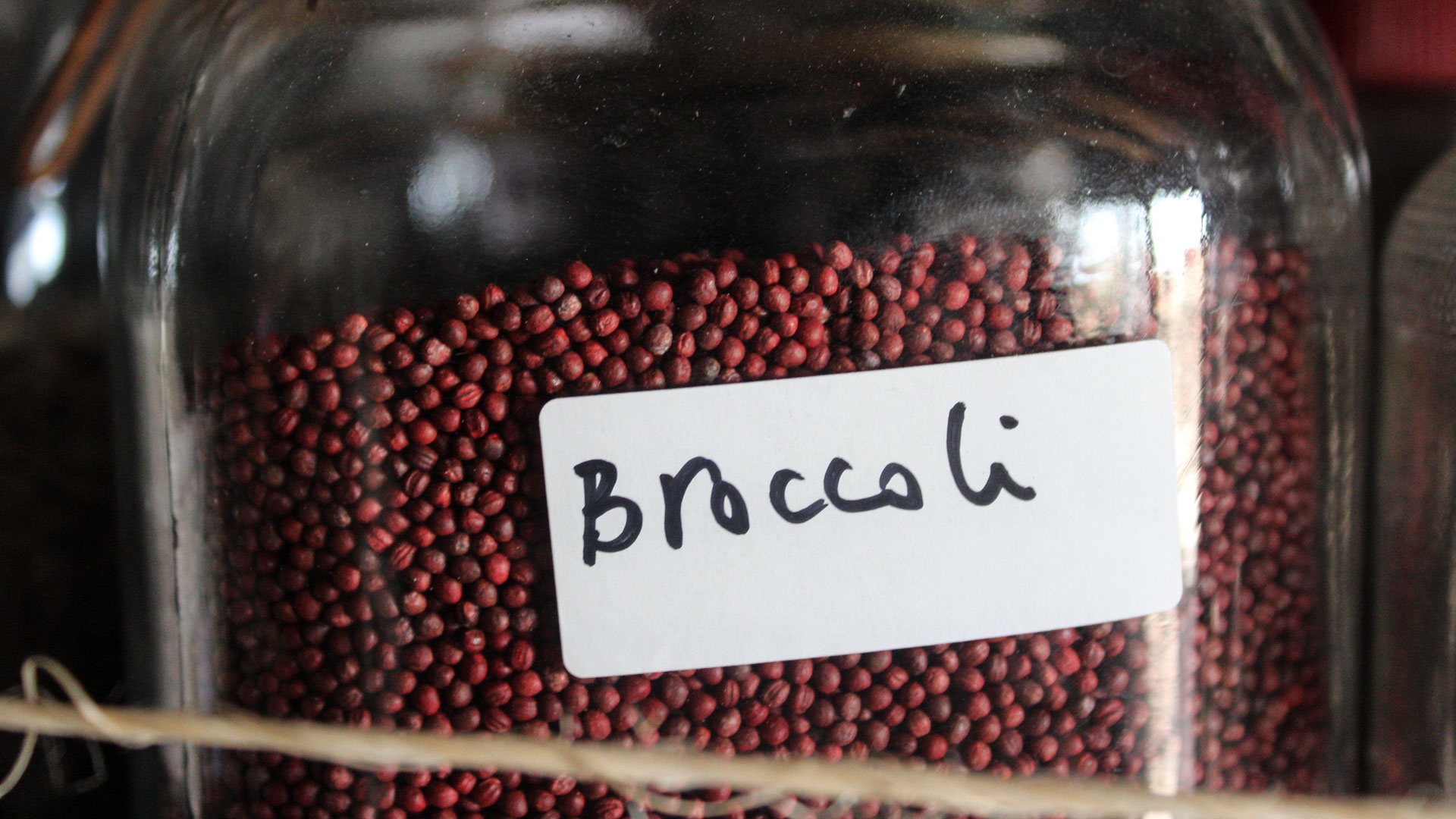 Semillas de brócoli en el banco de semillas de la Comunidad Creativa Entreflores. Foto: Ulises Brambila.