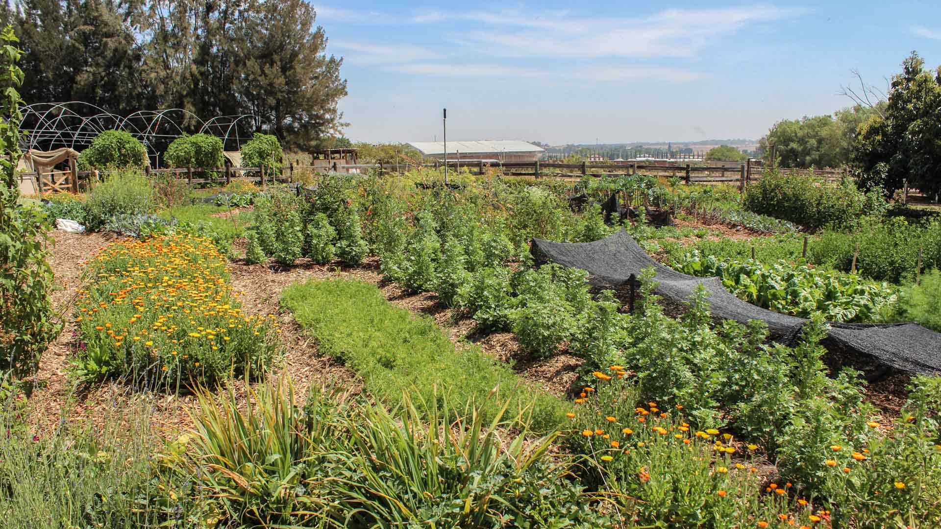 Variedad de cultivos en la Comunidad Creativa Entreflores. Foto: Ulises Brambila