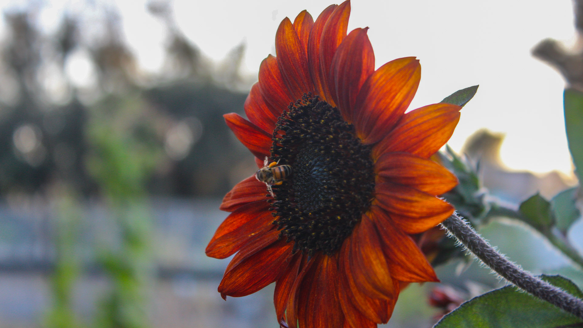Polinizadores en el Parque Agroecológico de Zapopan. Foto: Ulises Brambila.