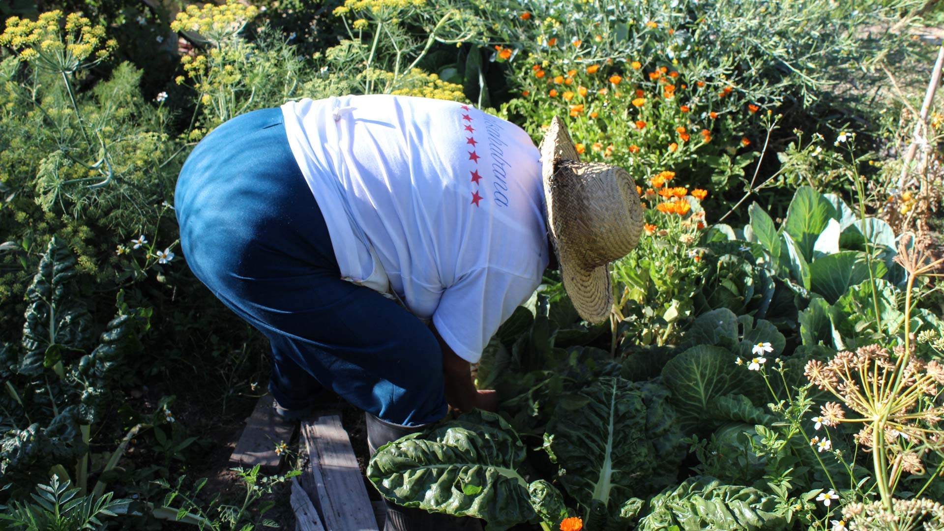 Ángeles cosechando col en el Parque Agroecológico de Zapopan. Foto: Ulises Brambila