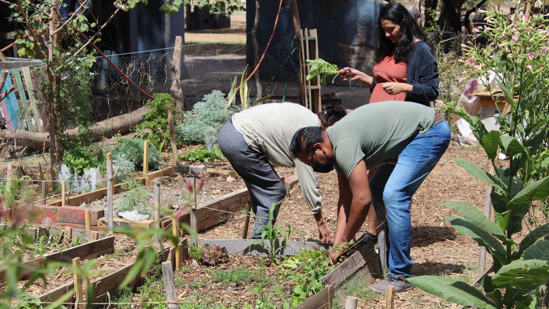 Mantenimiento en las camas del huerto comunitario Tlacuache Huentitán. Foto: Ulises Brambila.
