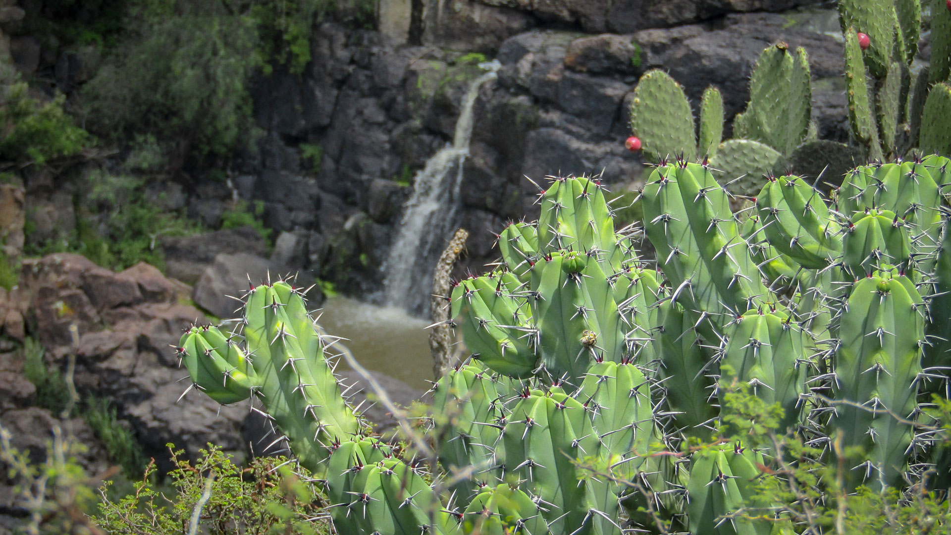 Foto: El Charco del Ingenio