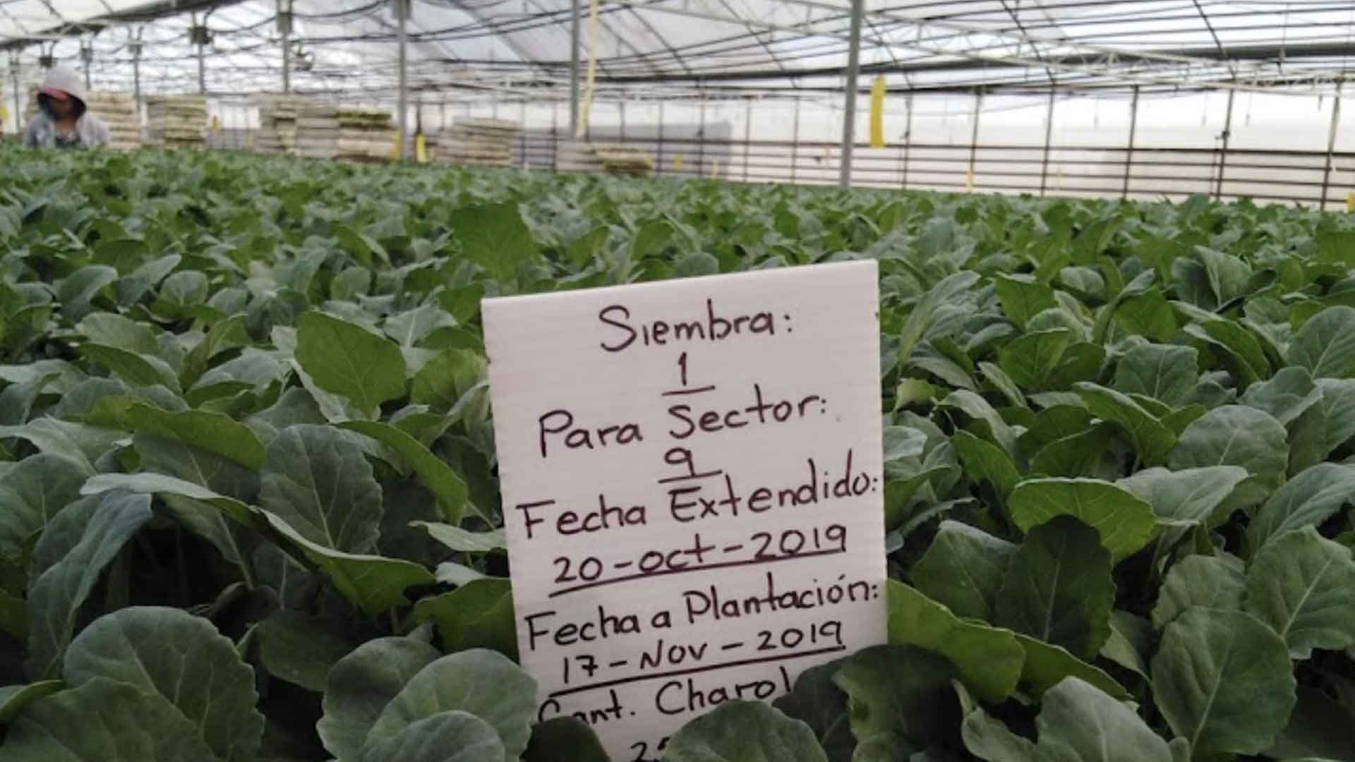 Foto: Especial. Nixte