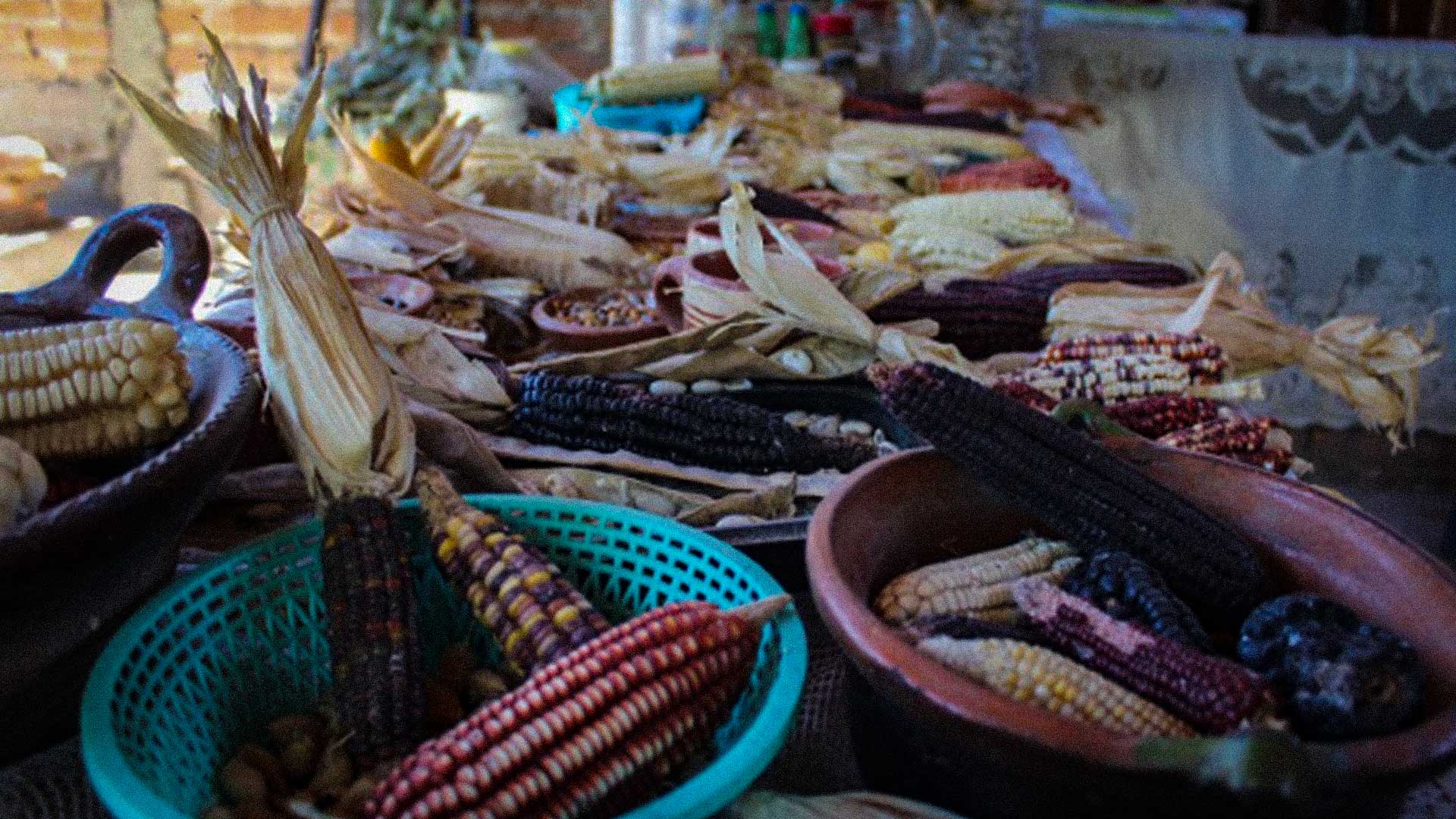 Semillas protegidas por la Casa del Maíz Tlajomulco. Foto: Karina Peña