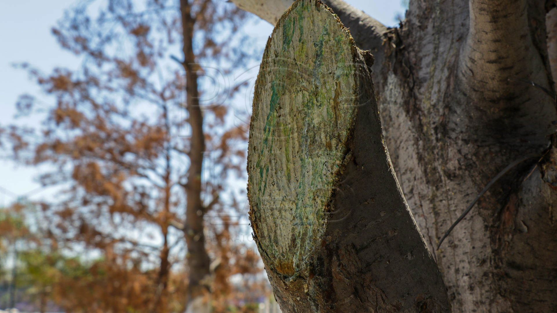 Todas las fotos: Juan José Plascencia.