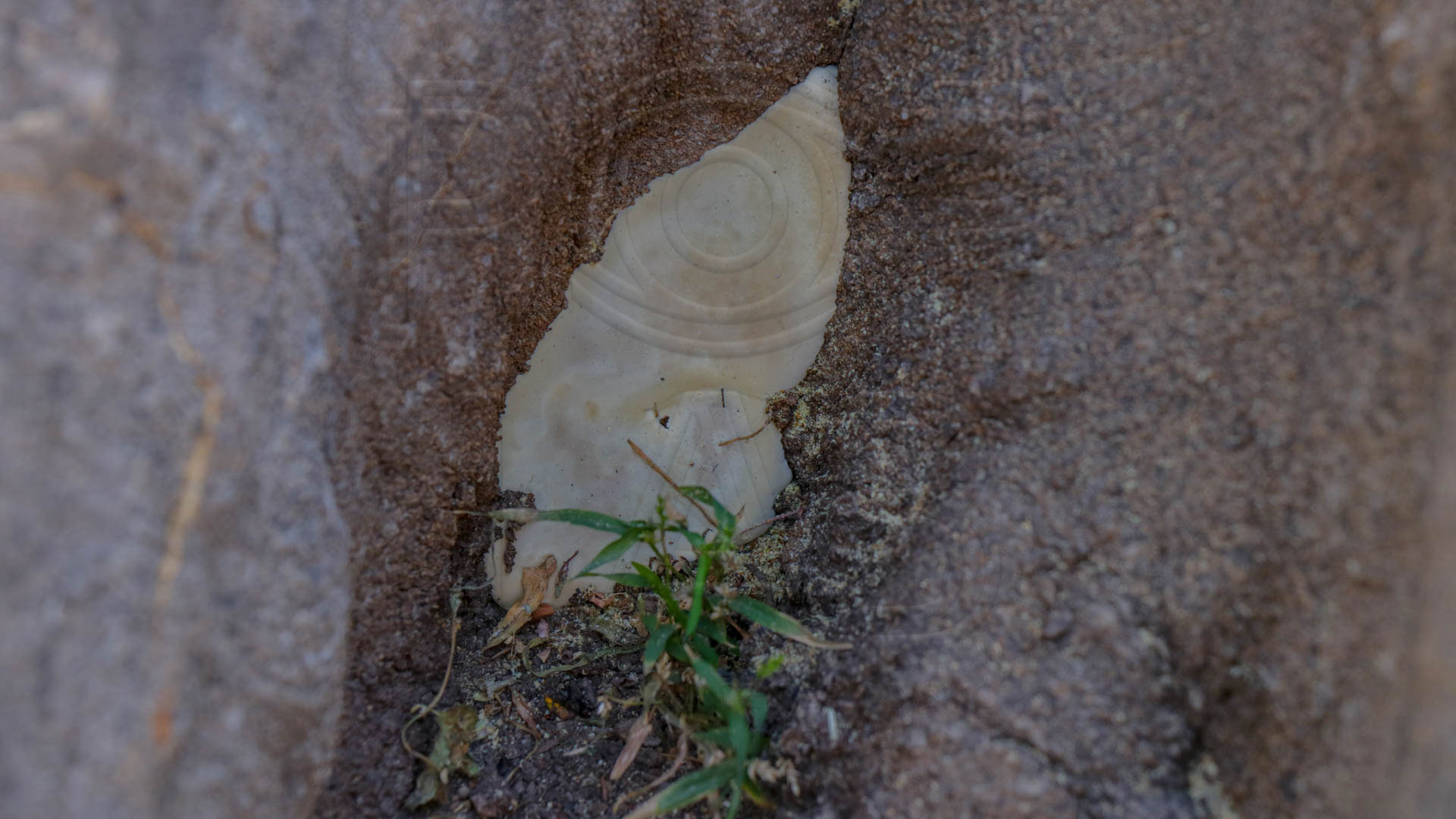 Tronco infectado con Ganoderma